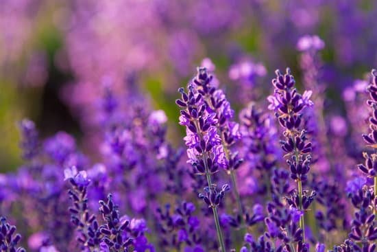 canva close up photo of lavender flower MAD7Eo31caE