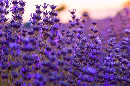 canva close up photo of lavender flowers MAD7EySPsv0
