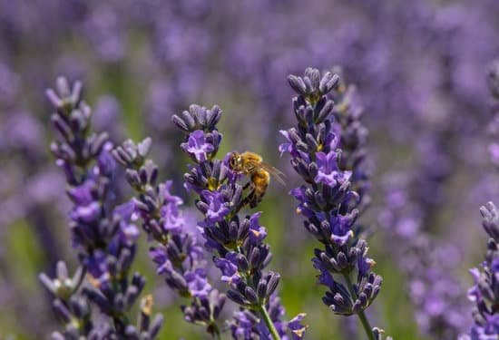 canva close up purple lavender flowers