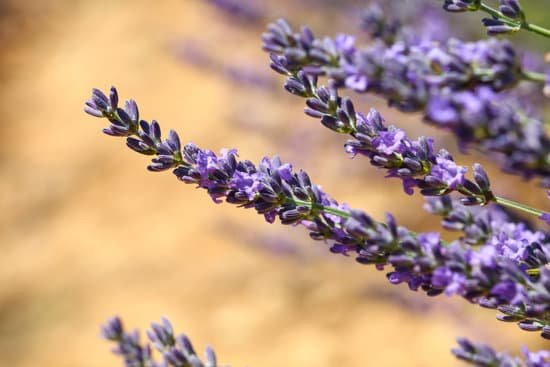 canva close up purple lavender flowers