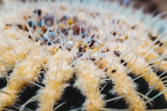 canva close up shot of a cactus MAD MRoQRbk