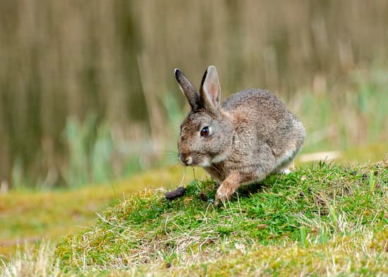 canva close up shot of a rabbit on a grassy field MAEZlSG3YO0
