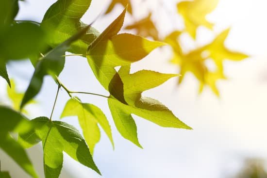 canva closeup green maple leaf with sunlight for bio science of chlorophyll and process of photosynthesis in nature plant summer season. MAEE797jW8Q