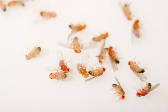 canva closeup of a bunch of dead fruit flies MAEJIaIEE3Q