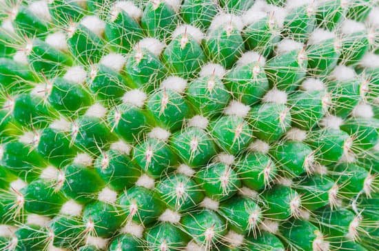 canva closeup of a cactus plant MAD6v2jD 2s