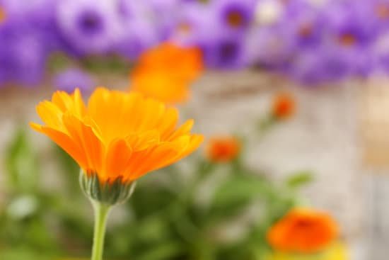 canva closeup of a calendula flower MAEF9 MoN8