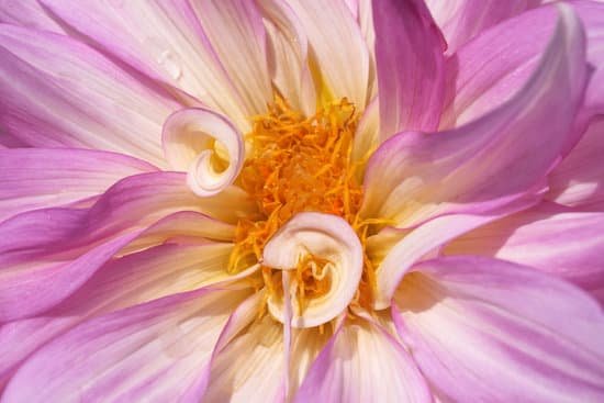 canva closeup of a dahlia flower MAEIiPKQz3U