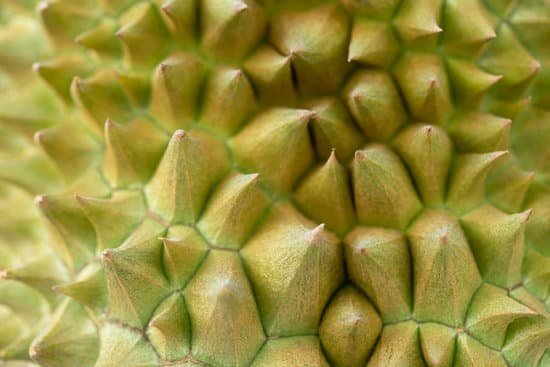 canva closeup of a durian fruit MAECCofPAv8