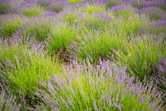 canva closeup of a lavender field in the early spring MAEEg4jC1mU