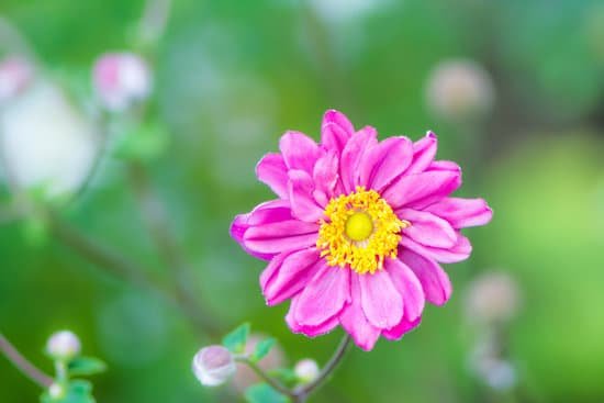 canva closeup of a pink anemone flower MACiqU4K4Wk