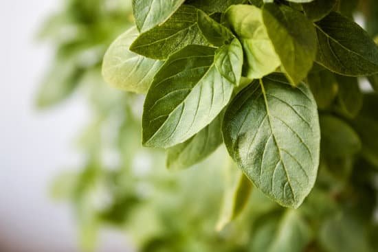 canva closeup of basil leaves MAEKwRvYwiE