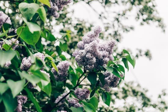 canva closeup of blooming lilac branch