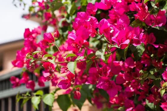 canva closeup of bright red bougainvillea flowers MAEQYDFL1Ls