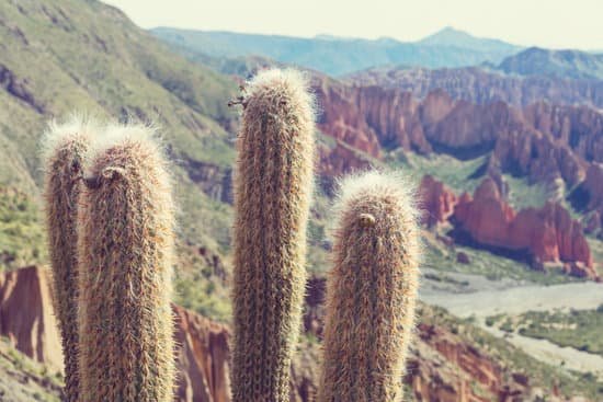 canva closeup of cactus in the mountains MAEFNn79B54