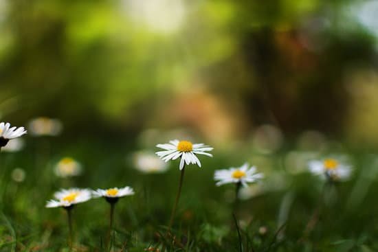 canva closeup of chamomile flowers MAD86Z HDtw