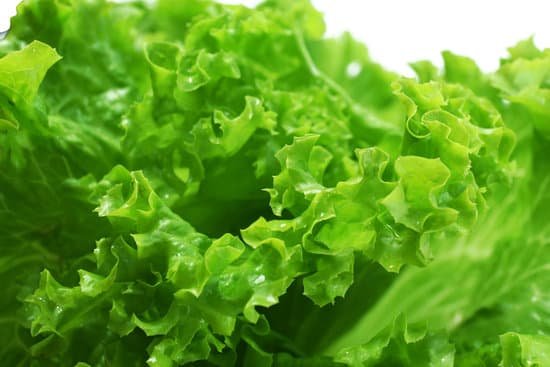 canva closeup of fresh lettuce MAD MW96PAs