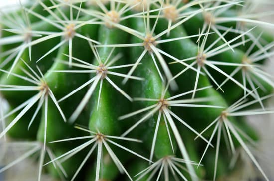 canva closeup of globe shaped cactus with long thorns MAEOPYKu jo