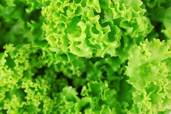 canva closeup of green lettuce MAD