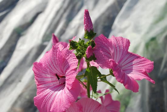 canva closeup of hollyhocks flowers MAEFgznilTA