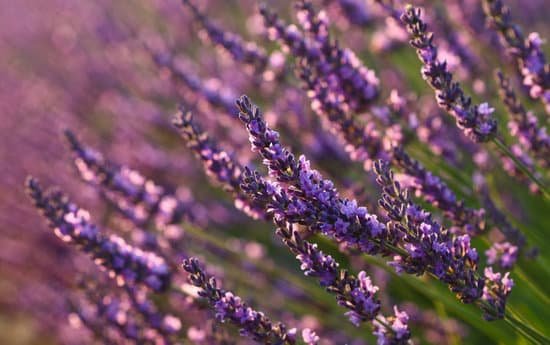 canva closeup of lavender flowers in the field