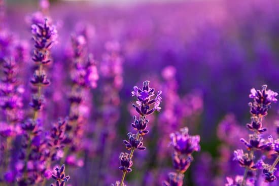 canva closeup of lavender in a field MAD7Eri2Ito