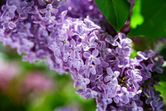 canva closeup of lilac flowers MAEARC S5fQ