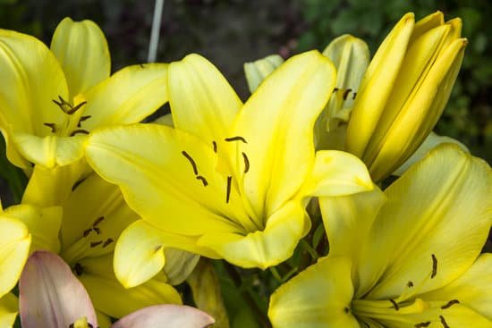 canva closeup of yellow lily flowers MAEK