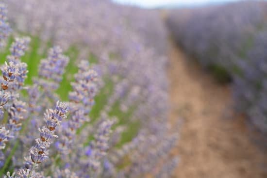 canva closeup on lavender flowers in the field at summer