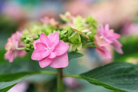 canva closeup pink hydrangea hortensia flowers MAEHcgZAhgs