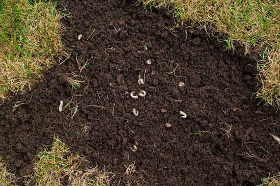 canva cockchafer grubs as larvae in soil also known as june bug larvae MAEEomRcUEA