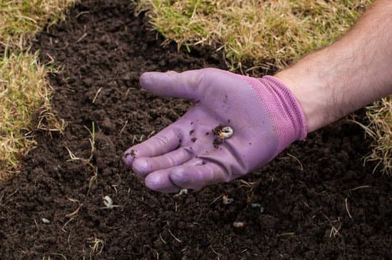 canva cockchafer grubs as larvae in soil also known as june bug larvae MAEEot7Kh0Q