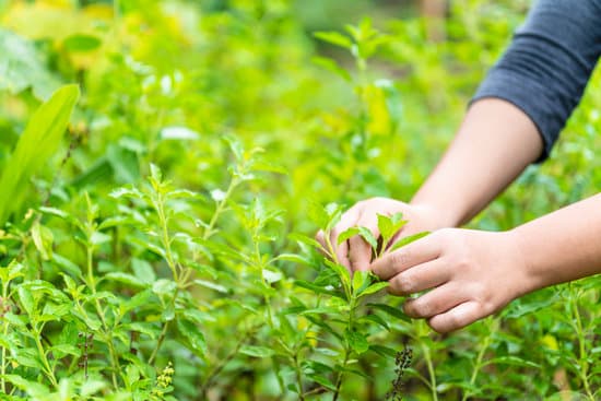 canva collecting basil leaves by hand MAEQWIwlqLQ