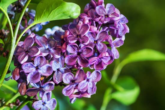 canva common lilac flowers in a garden MAD Os6YjTI