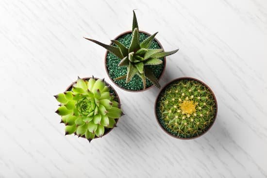 canva composition of succulents and cactus on light wooden background MAD Q02lroY