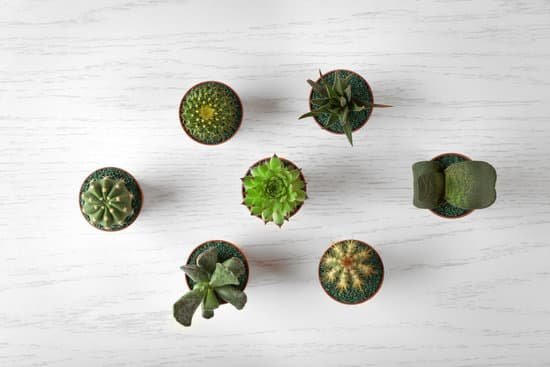 canva composition of succulents and cactus on light wooden background MAD Q5DpTzs