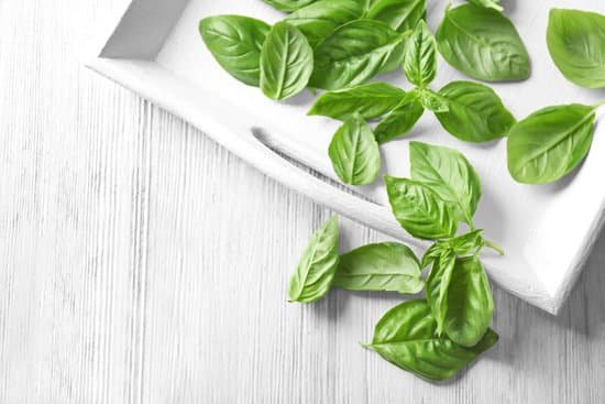 canva composition with green fresh organic basil and white tray MAD9TyFSPtU