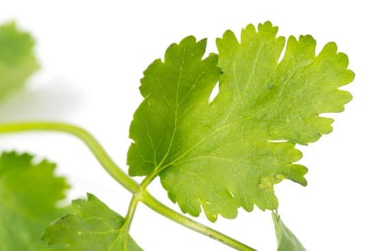 canva coriander cilantro leaves isolated on white MADCNhFw8lY