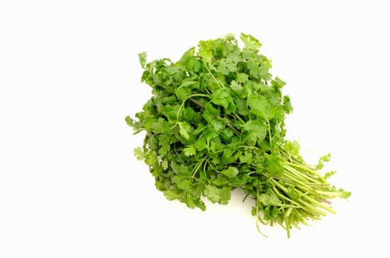 canva coriander or cilantro MAEElyKDIww
