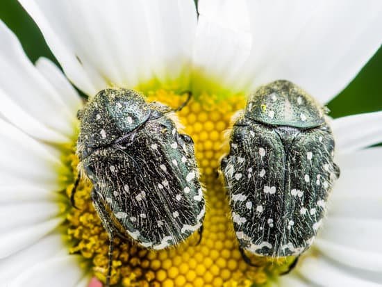 canva couple of cetonia aurata chafers green june beetles bugs insects macro sitting on flower MADC2uEFriw