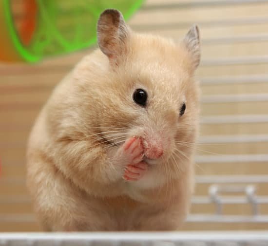 canva cream hamster MAC69NgHd3A
