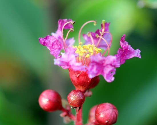 canva crepe myrtle 2 MAD3wZF5IwY