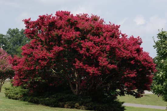 canva crepe myrtle MAC6H5aD4Hg