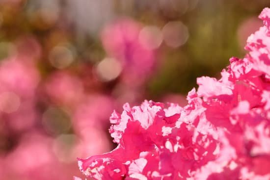canva crepe myrtle MAD3QUQEl4U
