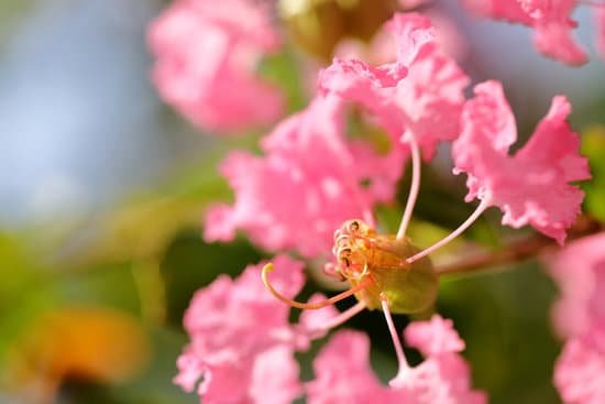 canva crepe myrtle MAD3Qbs5 Hw