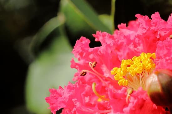 canva crepe myrtle MAD3QfKP8Fk