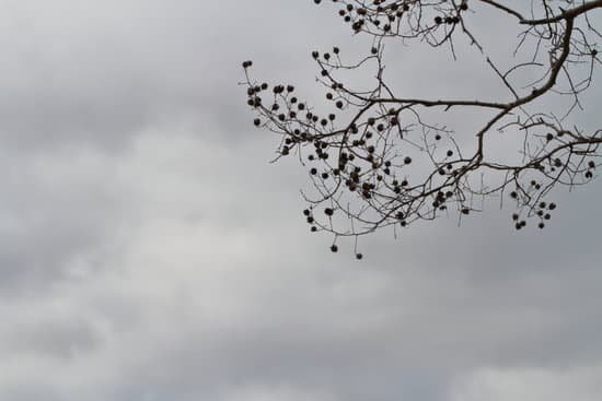 canva crepe myrtle MAD3QfY3NqM