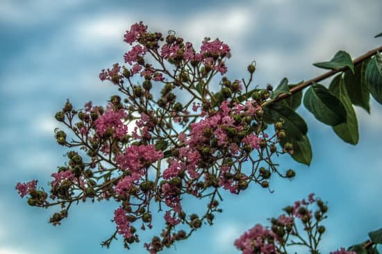 canva crepe myrtle