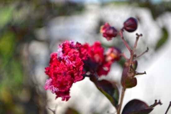 canva crepe myrtle MADAHbW2SIc