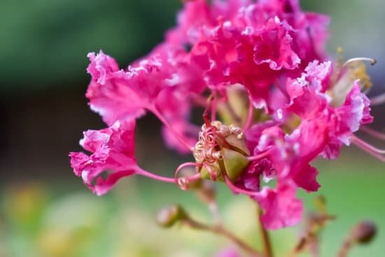 canva crepe myrtle MADDEiOBcBQ