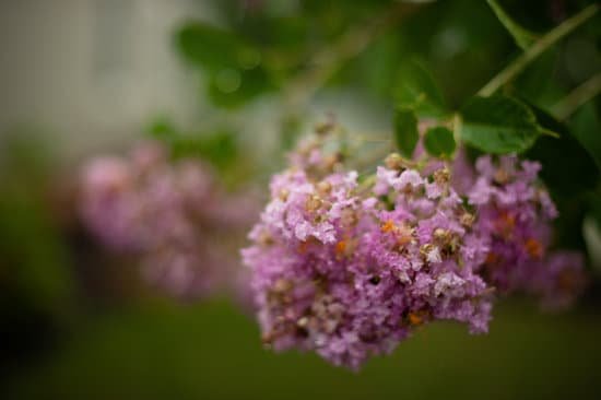 canva crepe myrtle MADnBRG waw